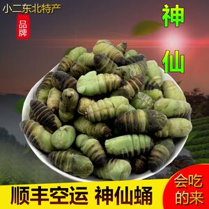 小神仙蚕蛹冷冻蛹500g东北特产新茧蛹子高蛋白非野生鲜柞蝉蛹包邮