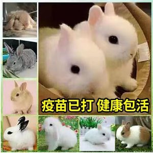 兔子活体小白兔公主兔宠物兔长不大侏儒兔家养肉兔垂耳兔活物包邮
