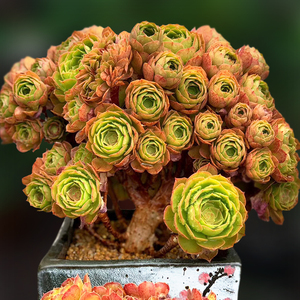 红心万圣节沙拉碗球精品法师大老桩一物一拍包邮向阳派多肉园艺