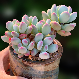 三日月美人小老桩多肉植物圆胖乎乎一物一拍小老桩群生向阳派园艺