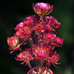 三色法师灰法师灰姑娘粗桩一物一拍老桩多肉植物包邮玫瑰向阳派