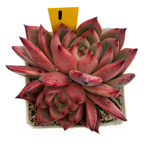 皮蛋东云系精品控养多肉一物一拍带盆带土栽好发货向阳派园艺