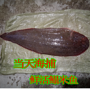 渤海湾深海龙力鱼 新鲜龙利鱼 牛舌头鱼新鲜 鳎米鱼 踏板鱼 免邮