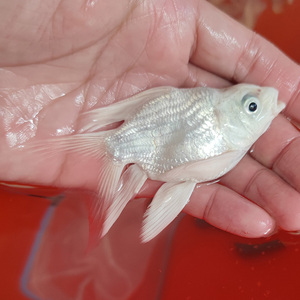 观赏鱼台湾蝴蝶鲤球体冷水好养耐活淡水鱼苗大鳍大尾鲤鱼锦鲤活鱼