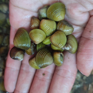 溪蚬黄金蚬小河蚌河蚬贝壳活体淡水观赏螺 冷水小型除藻绿水净水
