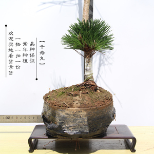 1-24日本千寿丸 一年苗一级芽自己嫁接 松树盆景黑松常年种植培育