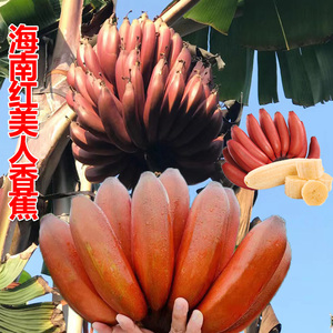 海南红香蕉三亚红皮美人蕉当季咖啡蕉软糯香甜孕妇新鲜水果香蕉
