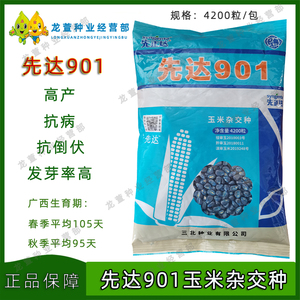 先正达901,908杂交玉米种子耐旱高产硬杆抗倒伏大棒适应山区旱地