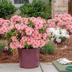 花初梦杜鹃四季开花灌木进口常绿耐寒耐热庭院阳台花卉盆栽植物苗