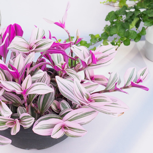 花无缺的花园油画婚礼吊兰紫露草锦紫色趣味好养网红室内绿植盆栽