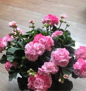 天竺葵大花球丰花阳台四季开花重彩公主