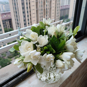 现摘栀子花鲜切花  花束大花瓣花苞浓香型水培白色栀子花水养花苞