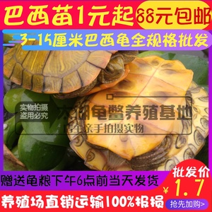 3-15CM大小外塘炫彩小巴西龟彩龟小乌龟苗子观赏龟宠物小龟养殖龟