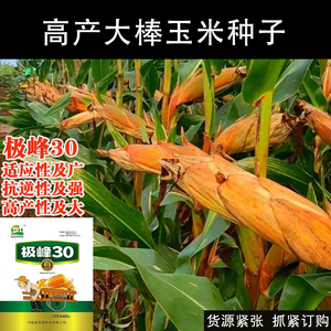 紫杆紫叶高产红轴玉米种子农科院正品苞谷抗虫南北方春夏播苞米18