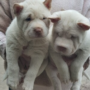 贵州凯里下司犬幼犬活体 两个月 纯种活体狗狗 虎头猫耳短毛包邮