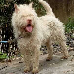 纯种下司犬成年犬虎头猫耳长毛活体 猎犬