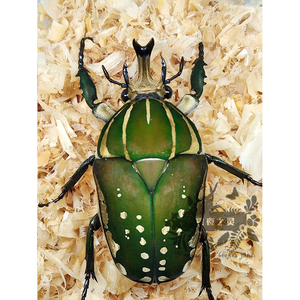 mp花金龟 成虫 波利菲梦斯花金龟 活体甲虫宠物甲虫兜虫 雾夜之灵