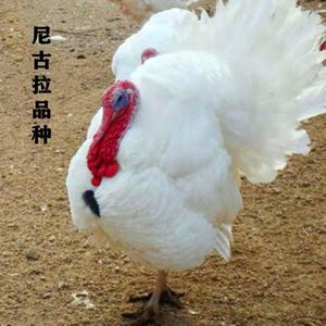 700系尼古拉火鸡苗火鸡活苗活体尼古拉青铜贝蒂娜半大火鸡脱温苗