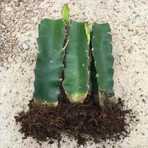 嫁接砖木三棱箭仙人球蟹爪兰仙人掌三角柱多肉植物花卉绿植小盆栽