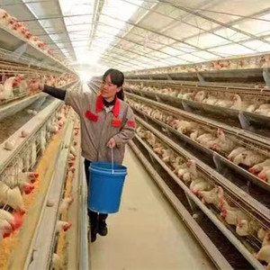 蛋鸡笼自动化养殖厂家直销层叠式阶梯式中大型养殖场鸡鸭鹅捡蛋机