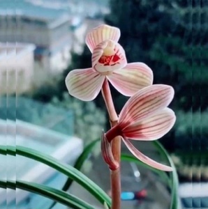 【关鸠兰花】关鸠兰花品牌,价格 - 阿里巴巴