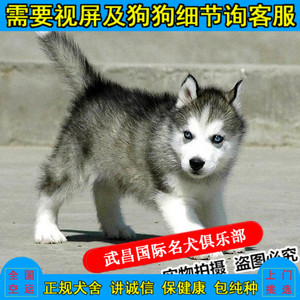 出售哈士奇幼崽 哈土奇二哈狗仔纯种赛级蓝眼家养哈奇士幼犬活体