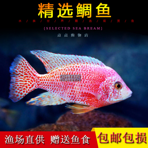 非洲凤凰鱼慈鲷