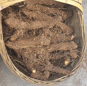 农村土特产野黄姜火藤根黄姜种盾叶薯蓣新鲜生火头根3斤装