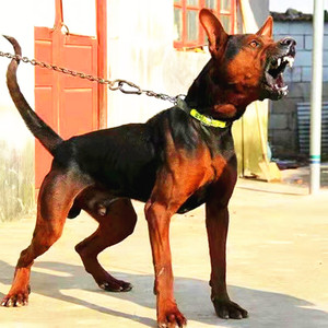 莱州红犬幼犬看家护院狼狗大型犬看门犬苏联红犬山东名犬护卫犬