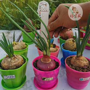 好宝贝水培土培发芽洋葱幼儿园儿童观察日记植物小盆栽套餐包邮