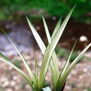 建兰高山春色叶带先明中透叶艺四季兰铭品好养浓香花卉绿植