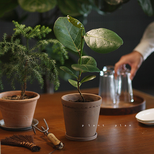 gifts | 礼物系列 圆叶海葡萄 桌面小盆栽