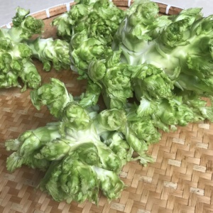 温州观音菜5斤脆嫩娃娃菜儿菜母子菜新鲜蔬菜农家可做泡菜青菜头