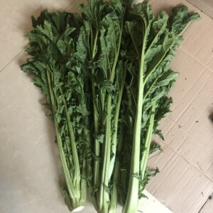 温州新鲜大芥菜可腌咸菜梅干菜原料农家菜梗现摘现挖食用蔬菜5斤