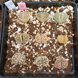 c285琥珀玉花纹玉/86#/多肉植物生石花pp屁股花 一物一拍满80包邮