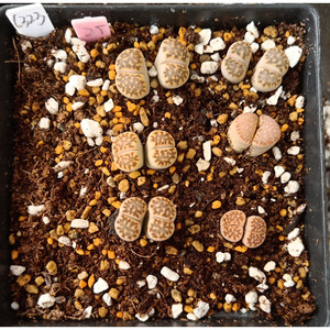 c323 福来玉 寿丽玉 25#/双头多肉 生石花屁股花一物一拍满百包邮