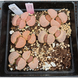 c169 美熏玉 /17#/ 双头编号生石花 屁股花 番杏科 多肉 一物一拍