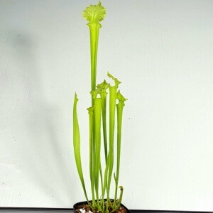 【一物一拍】全绿摩尔瓶子草30cm  带两侧芽实生苗状态佳种好发