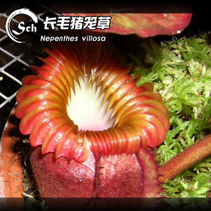 【新品】长毛猪笼草丨Nepenthes villosa  丨高地猪