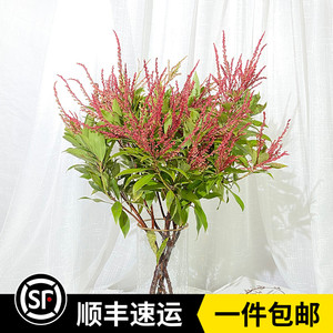 新鲜山里红鲜花配花婚礼手捧花束家庭办公室插花云南基地直发