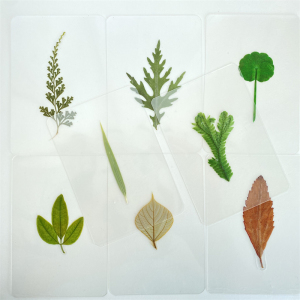 植物标本制作天然干花书签