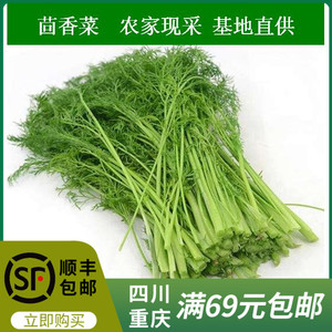 人唯贵新鲜蔬菜带根茴香苗农家现采500g小茴香饺子馅重庆满69包邮