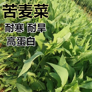 生苦荞麦