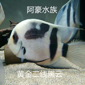 南美进口野生黄金二线黑云鱼活体热带观赏鱼 熊猫黑云