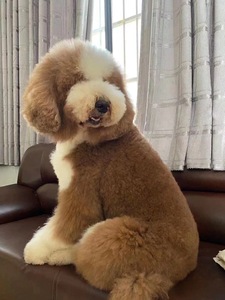 家养纯种巨型贵宾犬幼犬活体 大型玩具泰迪宠物狗巨贵赛级贵妇犬