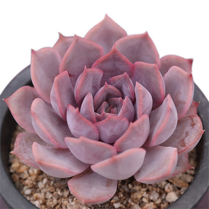 菲欧娜多肉植物菲奥娜贵货新款办公室内阳台组合盆栽花卉绿植好养