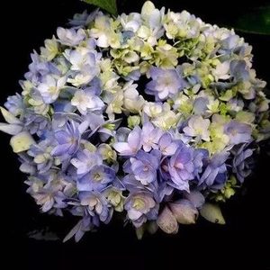 绣球花你我的永恒