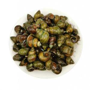 10-20天幼崽螺黄豆大小水蛭开口螺大中号鲜活炒田螺1斤3斤5斤包邮