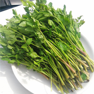 长白山野菜水芹菜新鲜现摘现发小叶芹500克满3份或者3种包邮
