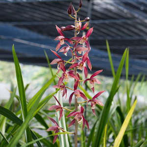 云南兰花墨兰秋榜带花苞红花浓香型红色兰花好养活喜洋洋版纳红